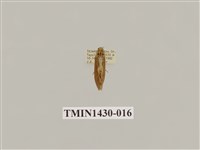 藏品(燈蛾科)的圖片